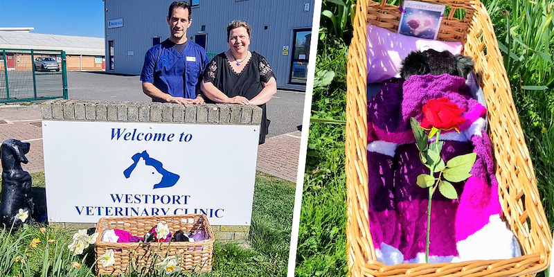 Image: Westport Veterinary Clinic taking part in the Bassinet Project