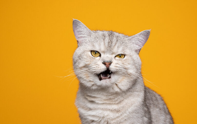 Understanding The Feline Grimace Scale: A Tool For Pain Assessment In 