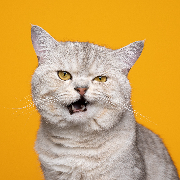 Understanding the Feline Grimace Scale: A Tool for Pain Assessment in Cats